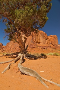 Navajo Tree and Cliff